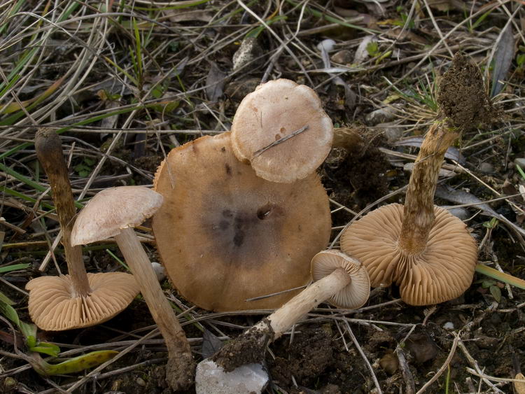 Hebeloma dunense L. Corb. & R. Heim 