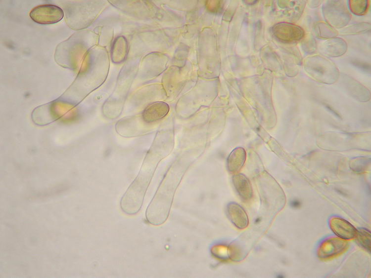 Hebeloma dunense L. Corb. & R. Heim 