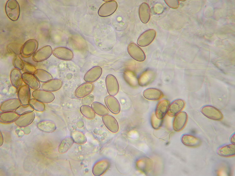 Hebeloma dunense L. Corb. & R. Heim 