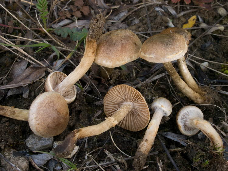 Hebeloma dunense L. Corb. & R. Heim 