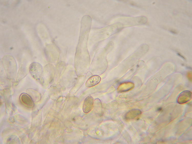 Hebeloma dunense L. Corb. & R. Heim 