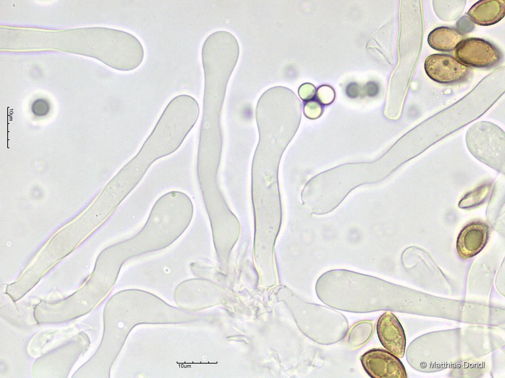 Hebeloma cf. celatum Grilli, U. Eberh. & Beker