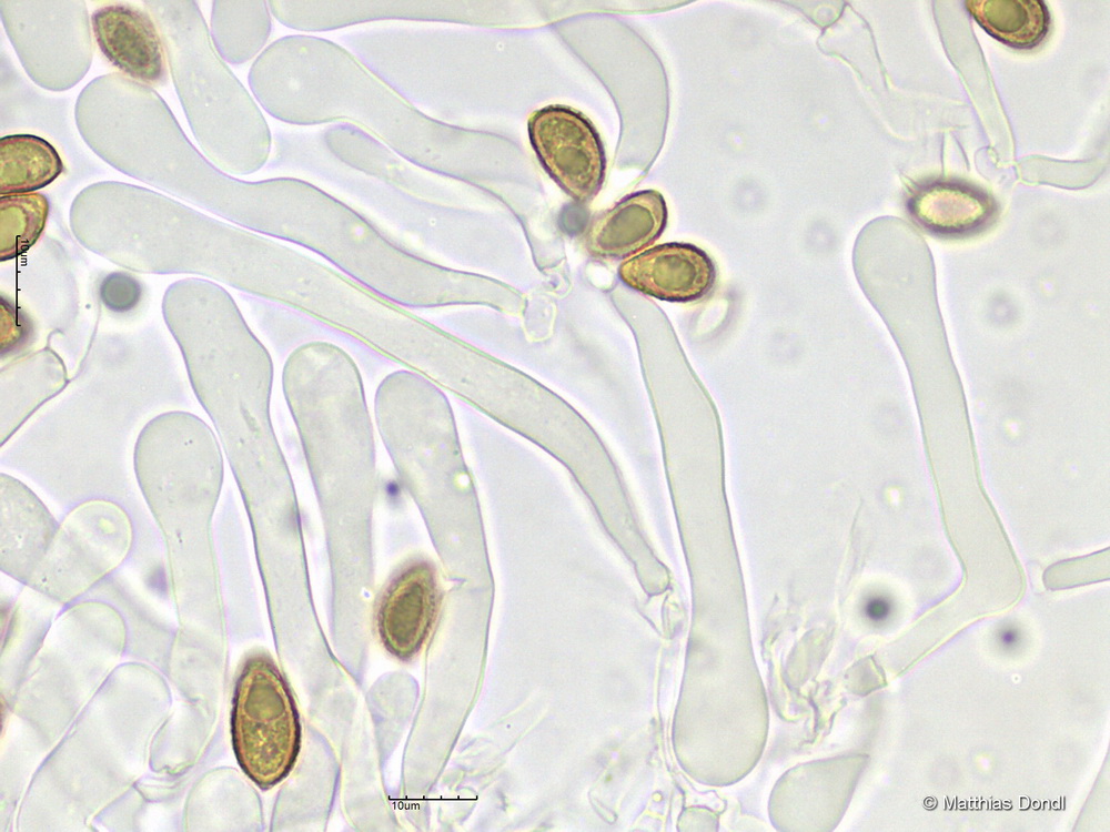 Hebeloma cf. celatum Grilli, U. Eberh. & Beker