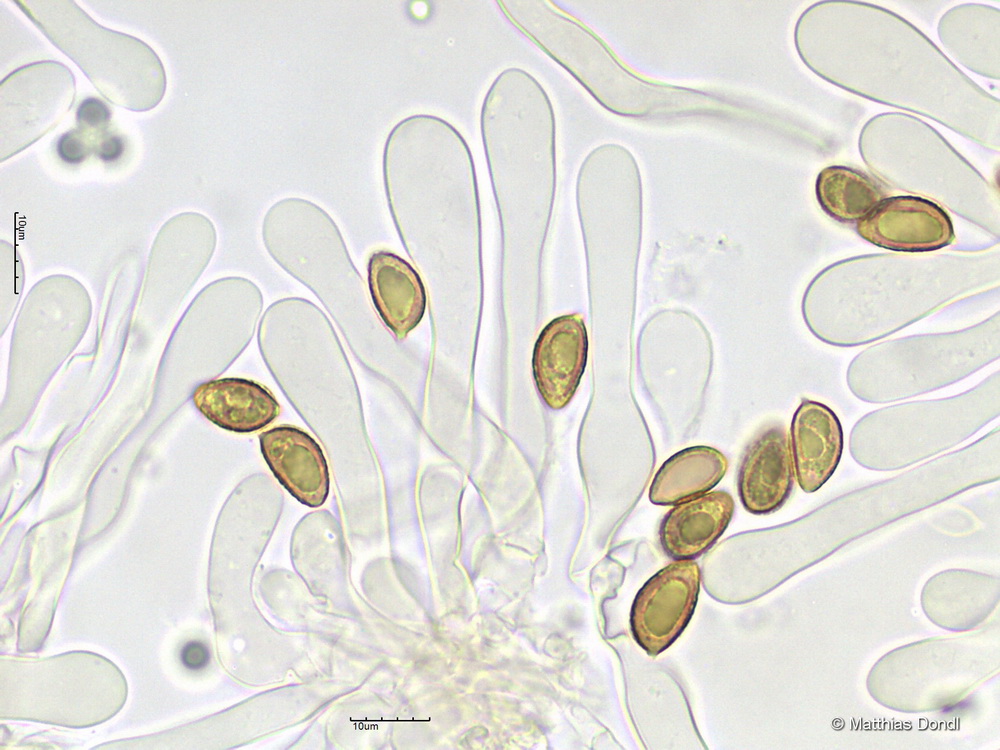 Hebeloma cf. celatum Grilli, U. Eberh. & Beker