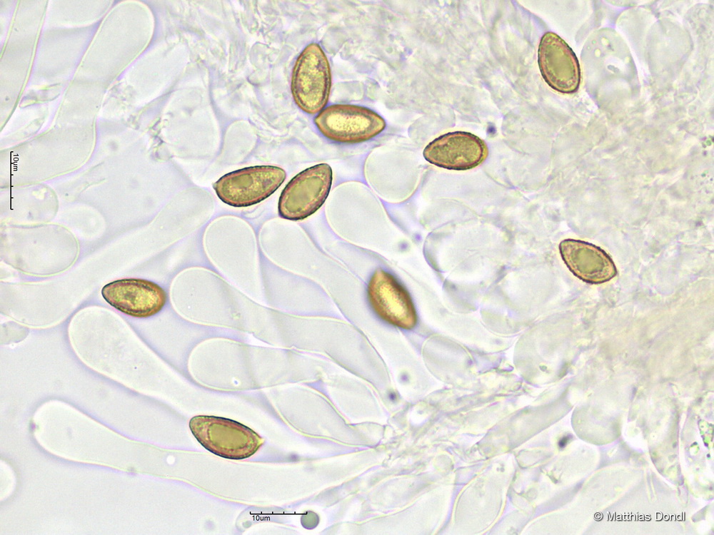 Hebeloma cf. celatum Grilli, U. Eberh. & Beker