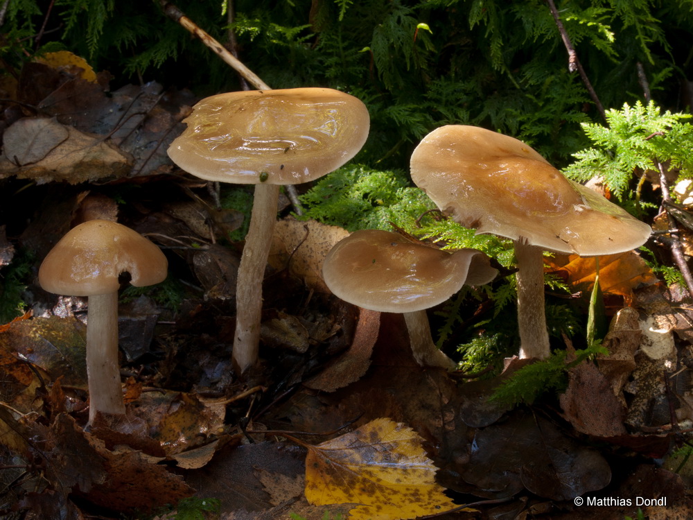 Hebeloma leucosarx P.D. Orton