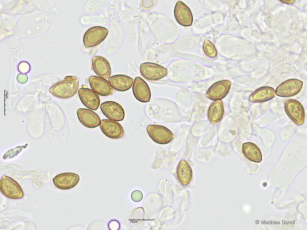 Hebeloma leucosarx P.D. Orton