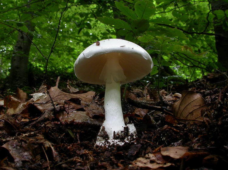 Amanita phalloides var. alba Bild 3