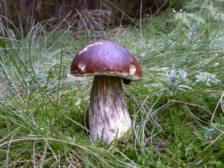 Boletus edulis Bild 11
