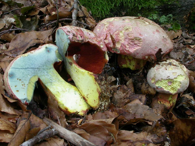 Boletus rhodoxanthus Bild 9