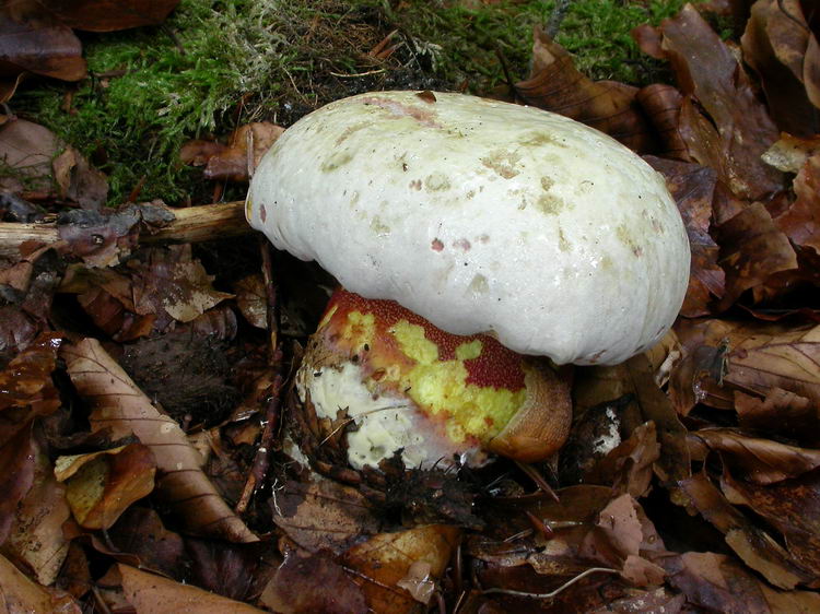 Boletus rhodoxanthus Bild 10
