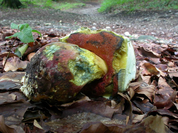 Boletus satanas Bild 2