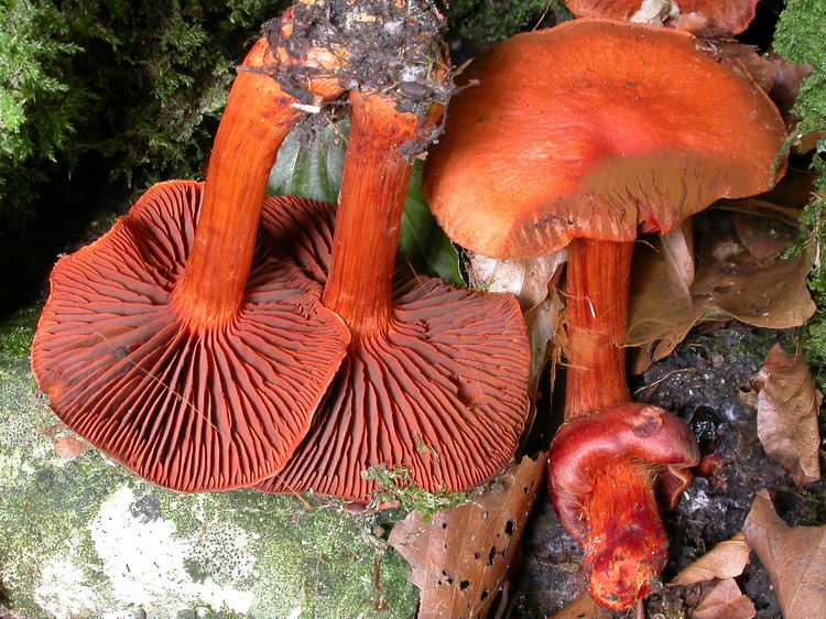 cortinarius cinnabarinus Bild 2