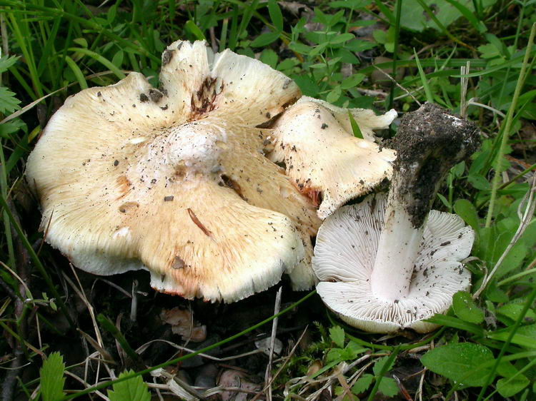 inocybe erubescens Bild 6