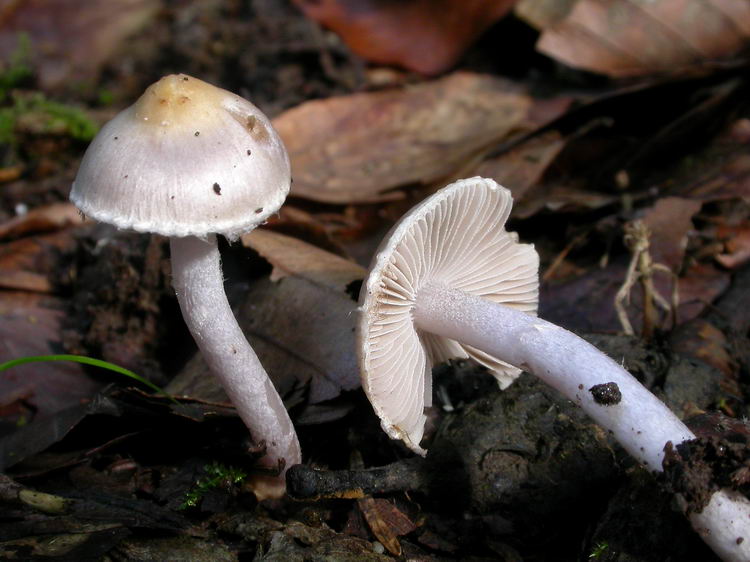 inocybe geophyllalilacina Bild 2