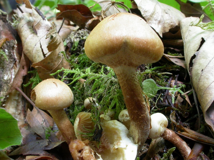 Kuehneromyces mutabilis Bild 1