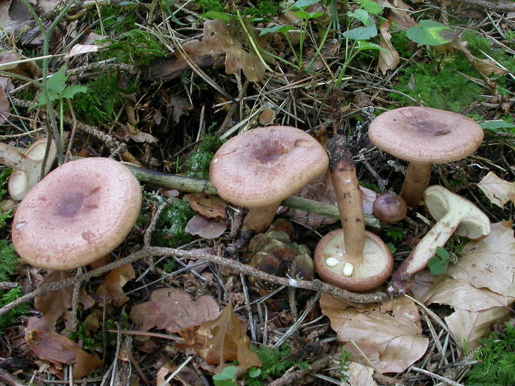 Lactarius quietus Bild 4