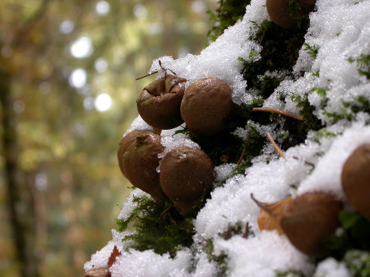 Lycoperdon pyriforme Bild 2