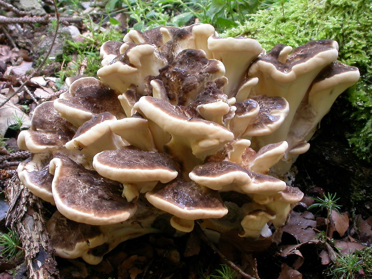 Meripilus giganteus Bild 3