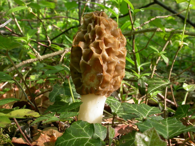 Morchella esculenta Bild 4