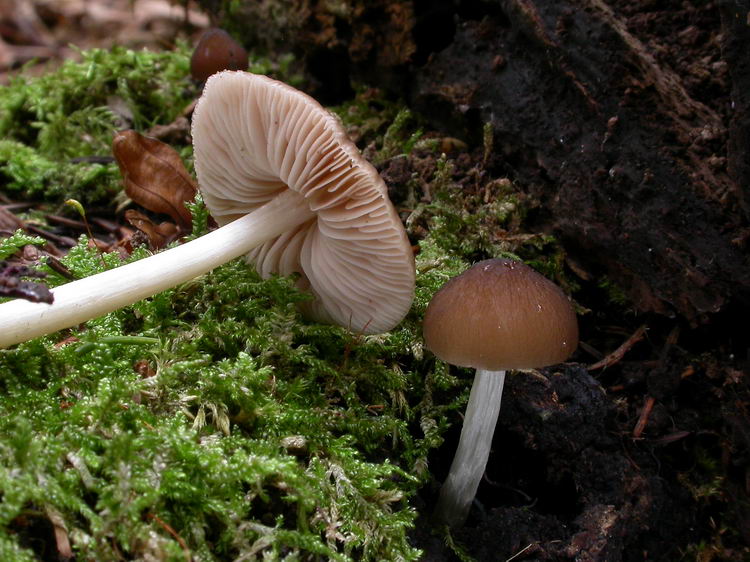 Pluteus phlebophorus Bild 5
