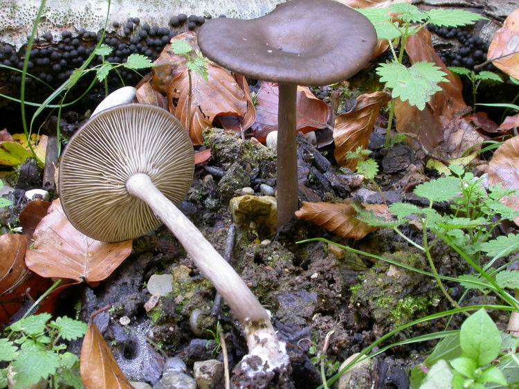 Pseudoclitocybe cyathiformis Bild 1