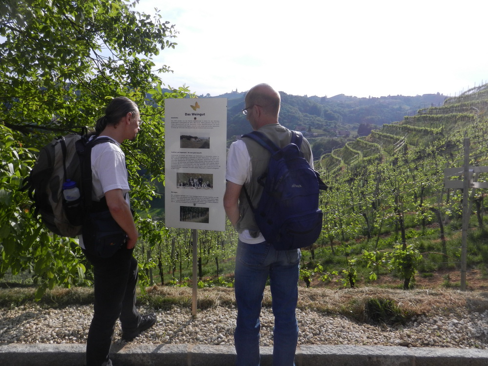 Weinbau in der Südsteiermark