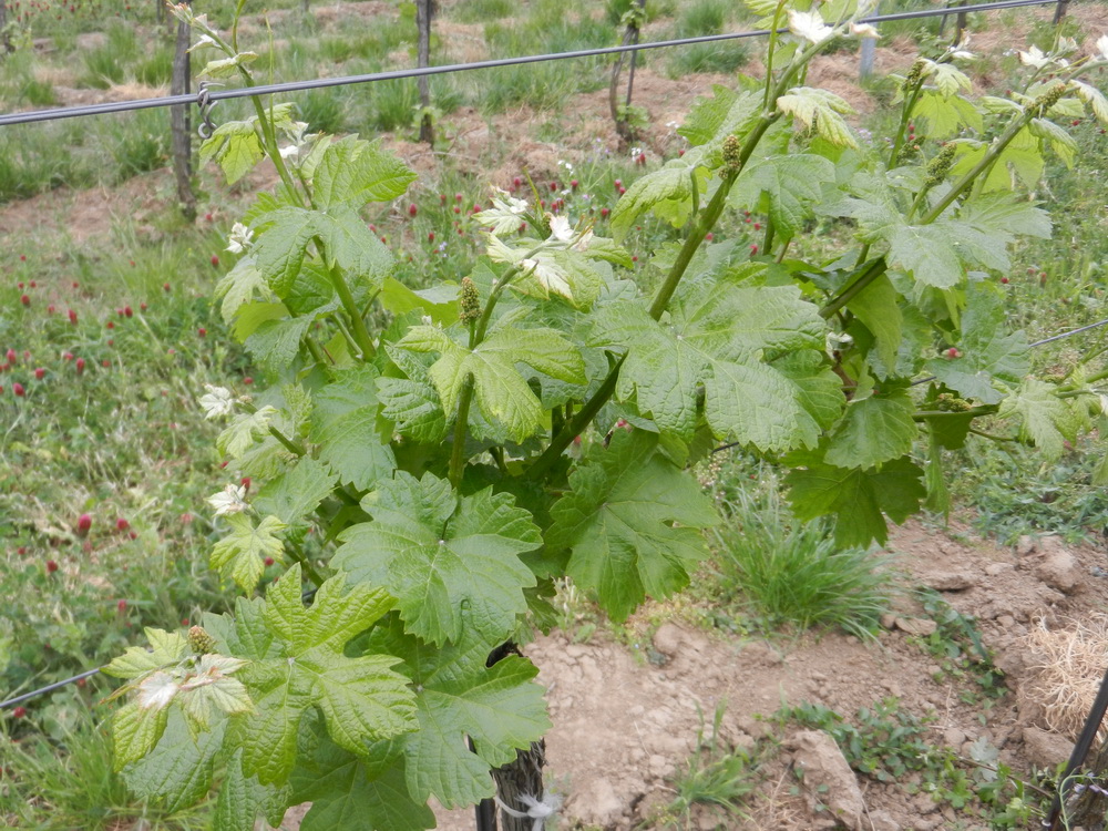 Weingut Schödl, Weingärten