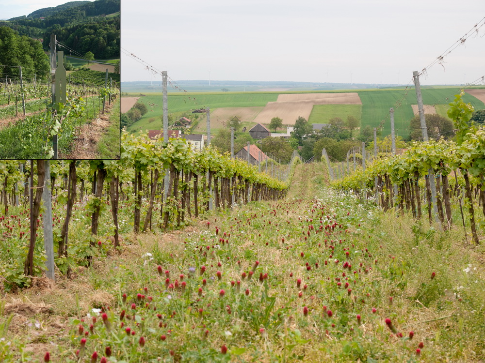 Weingut Schödl, Weingärten