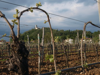 Weinreben in Brazzano di Cormons